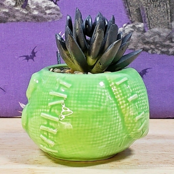Disney Nightmare Before Christmas Oogie Boogie 3.75" Mini Succulent Plant New - Picture 5 of 8